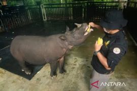 BKSDA Kaltim  optimalkan pengecekan rutin dan nutrisi badak pahu