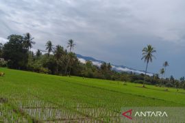 Sedimen irigasi Paya Sordang, ancaman baru lumbung padi Tapsel pasca banjir