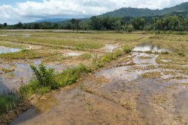 Petani Abdya garap 50 persen sawah untuk musim tanam gadu 2025