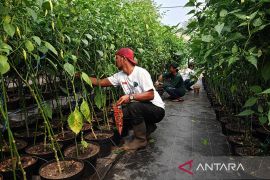 DKI budidaya tanaman pangan dan hortikultura di taman dan jalur hijau