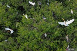 Indonesia plants 21 million mangroves under coastal resilience program