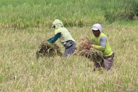 Serapan gabah Bulog Kediri lampaui target