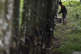 Pemprov Kalsel dorong hilirisasi perkebunan