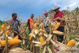 Lapas Pohuwato panen jagung bersama warga binaan