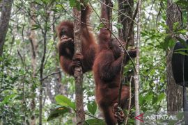 PTPN IV PalmCo mendukung program rehabilitasi orang utan di Kalimantan