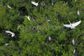 Populasi burung kuntul yang terancam punah