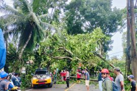 PLN minta masyarakat waspadai pohon tumbang timpa jaringan listrik