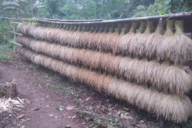 Produksi panen padi huma masyarakat Badui turun