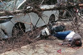 Satu orang pemotor terluka parah akibat tertimpa pohon tumbang