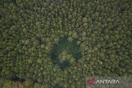 Kemenhut: Luas hutan RI 95,5 juta ha & angka deforestasi 175,4 ribu ha