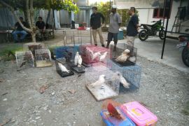 Kemenhut ungkap perdagangan puluhan satwa dilindungi di Mimika