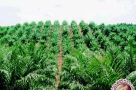 Pemprov Sulteng urai benang kusut klaim lahan dan dorong proses HGU perusahaan sawit PT ANA