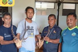 BKSDA amankan cenderamata berupa opsetan tanduk rusa di Ambon Maluku