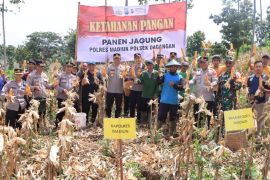 Dukung ketahanan pangan nasional, Polres Madiun panen jagung