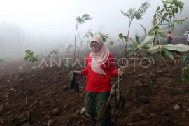 Penanaman pohon di kawasan Hibisc Fantasy Puncak Bogor