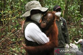 Menhut resmikan sekolah Orang Utan di Palangka Raya