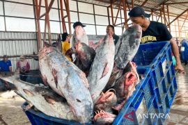 KKP: 544 perusahaan pengolahan ikan tembus pasar China