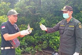 Masih ditemukan upaya penyelundupan burung ke luar Kotim
