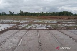 SID 2019 jadi acuan, Mukomuko ajukan lahan cetak sawah terbaik