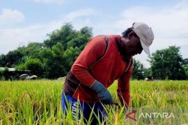 Bulog catatkan serapan gabah di Situbondo capai 820 ton