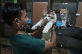 Tempat penitipan kucing di Banda Aceh mulai ramai jelang Lebaran