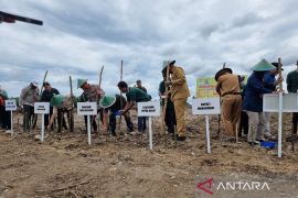 Papua Barat dapat alokasi program padi lahan kering seluas 1.505 hektare