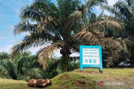 Mukomuko sebut tiga penyebab harga sawit turun