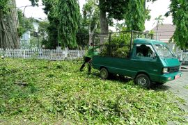 Belasan pohon tumbang akibat cuaca ekstrem di Mataram