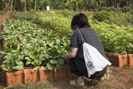 Pupuk Dinosaurus bisa jadi pilihan unik hadiah Lebaran