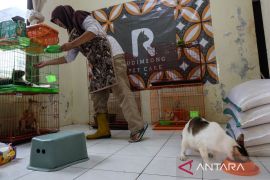 Jasa penitipan kucing di Solo