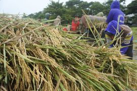 Harga gabah petani mengalami penurunan