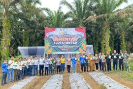 PT Sukajadi Sawit Mekar tanam lima hektare jagung dukung ketahanan pangan