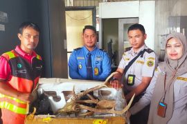 Balai Karantina Sumbar sita tengkorak rusa tanpa dokumen resmi