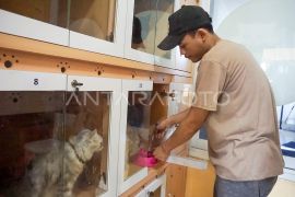 Jasa layanan hotel untuk kucing di Balikpapan