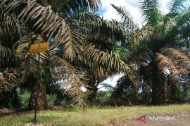 Mukomuko pastikan persediaan bibit sawit cukup untuk PSR