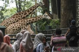 Margasatwa Ragunan bidik 600.000 pengunjung pada libur Idul Fitri
