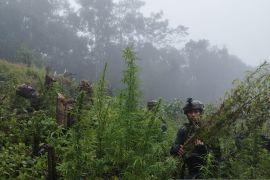 TNI border patrol uncovers marijuana field near Papua border