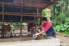 Pemkot Pariaman awasi pemotongan sapi dan kerbau pada lebaran