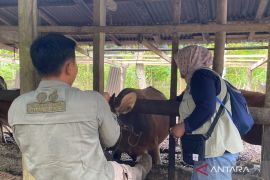 Distan Mukomuko: 86 hewan ternak dipotong jelang Lebaran