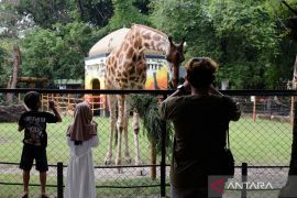 Ini wahana dan satwa baru di Kebun Binatang Surabaya