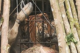 BKSDA Sumbar evakuasi Harimau Sumatera ke kebun binatang Bukittinggi