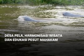 Desa Pela, harmonisasi wisata dan edukasi Pesut Mahakam