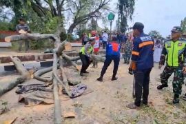 Korban tewas tertimpa pohon di Pemalang jadi tiga orang