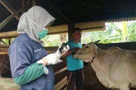 Kementan pastikan pengendalian PMK optimal meski libur Lebaran