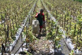 Petani melon Ngawi panen lebih awal