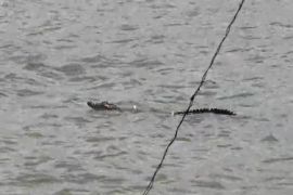 Buaya muara muncul di pantai Lampung Selatan