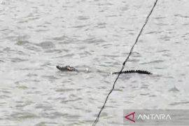 Buaya muncul di pantai Lampung selatan, pengunjung diimbau waspada