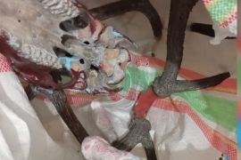 BKSDA Maluku amankan tiga opsetan rusa saat pengawasan arus  balik