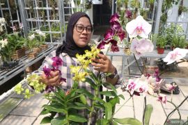 Budidaya tanaman anggrek di Kediri