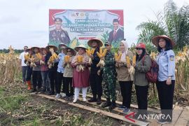 Dukung ketahanan pangan, Satbrimob Polda Kalteng gelar panen raya jagung